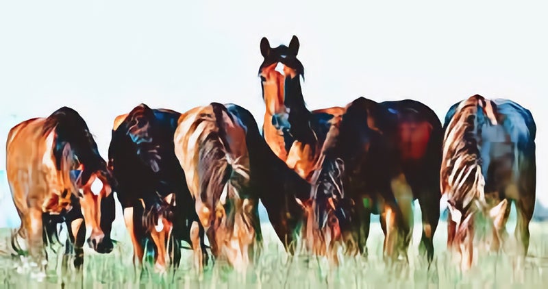 silverthorne colorado horse properties for sale and homes