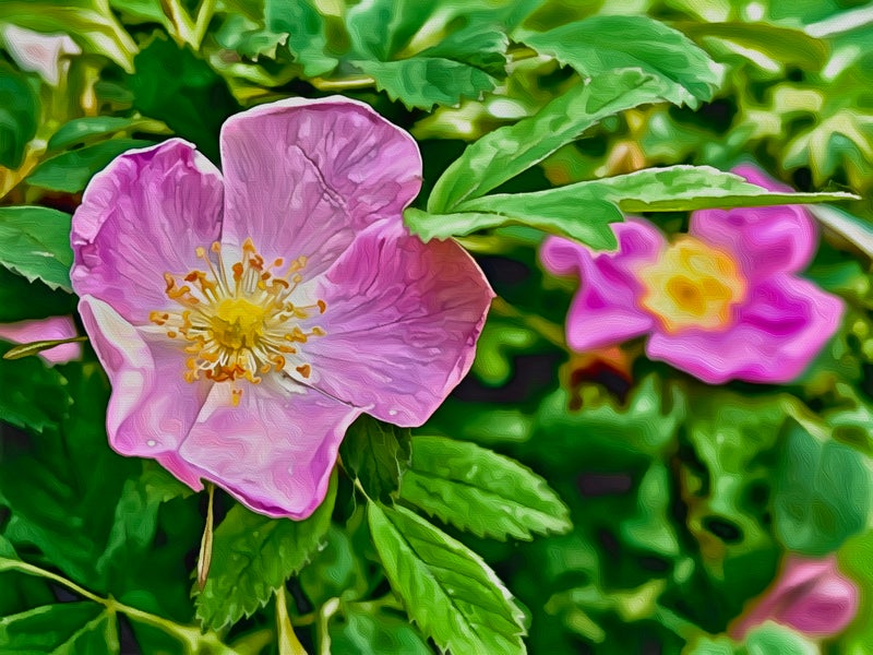 Keystone Colorado Flowers